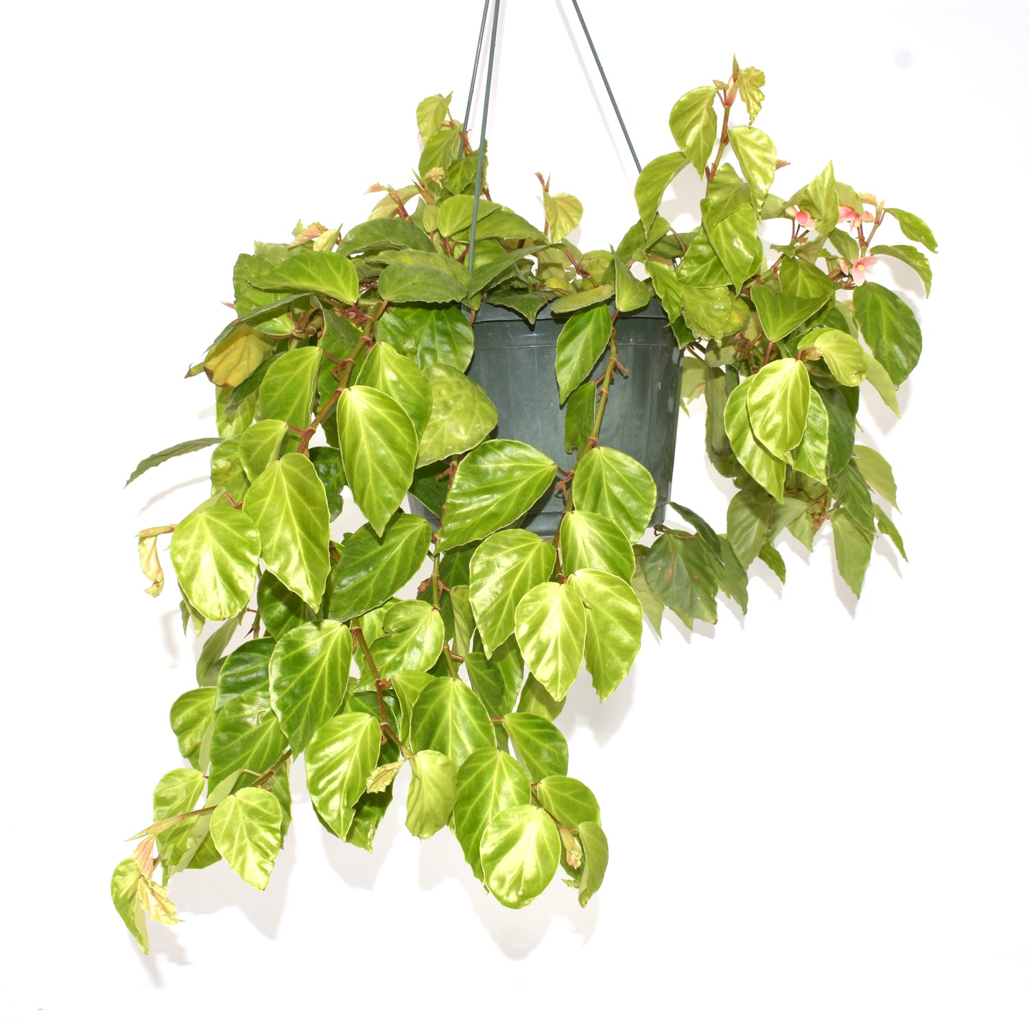 fragrant hanging plants Begonia 'Fragrant Beauty'
