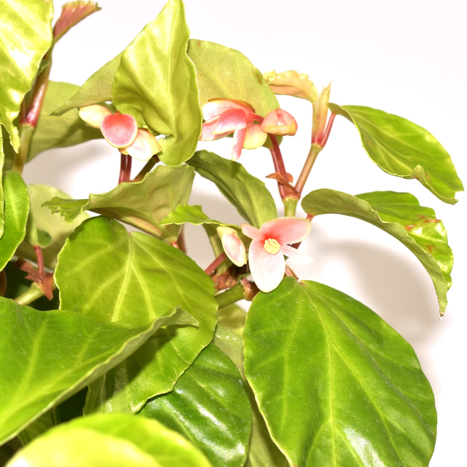 Begonia 'Fragrant Beauty'