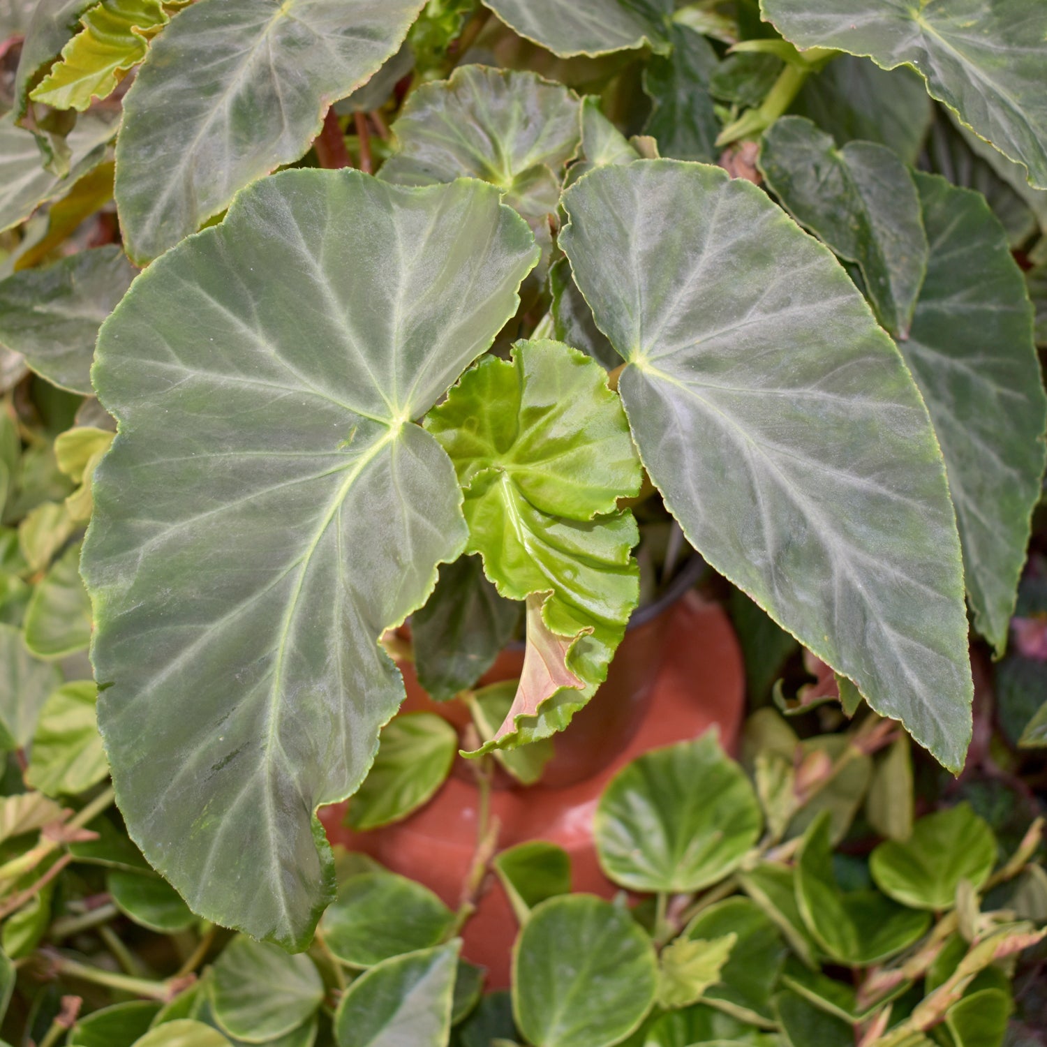 Begonia angularis
