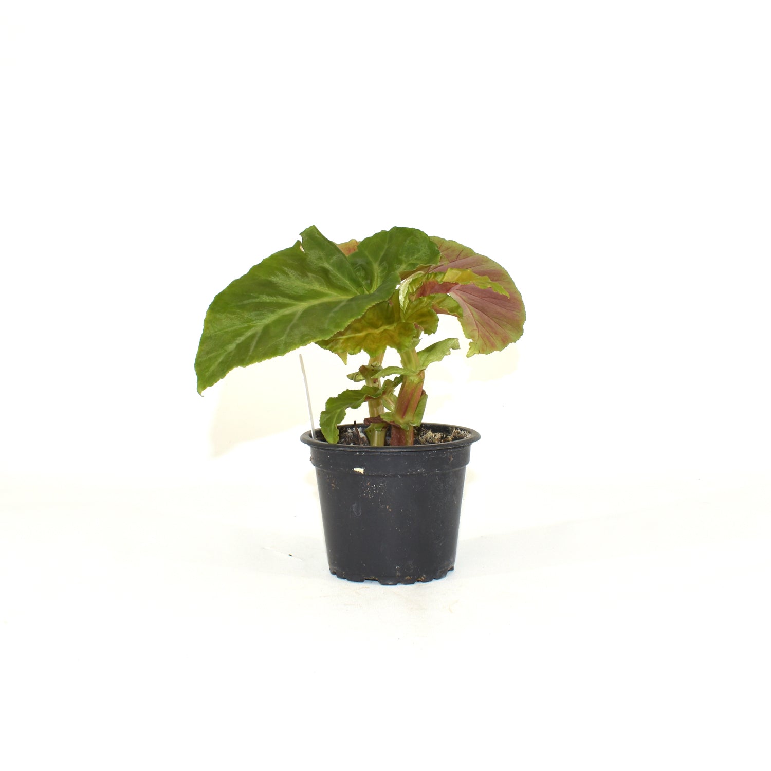 Begonia angularis