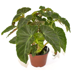 Begonia angularis