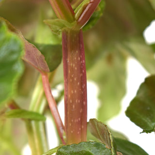 Begonia angularis