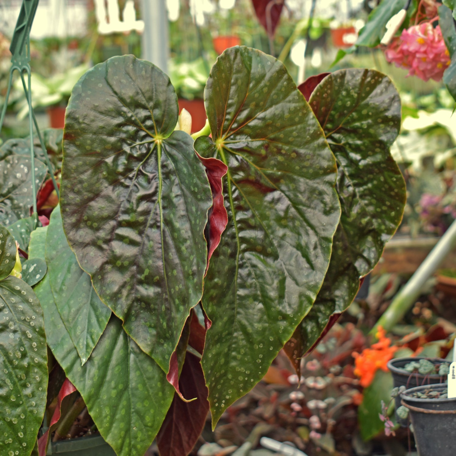 Begonia 'Steve's Leaves Fraise Noire'