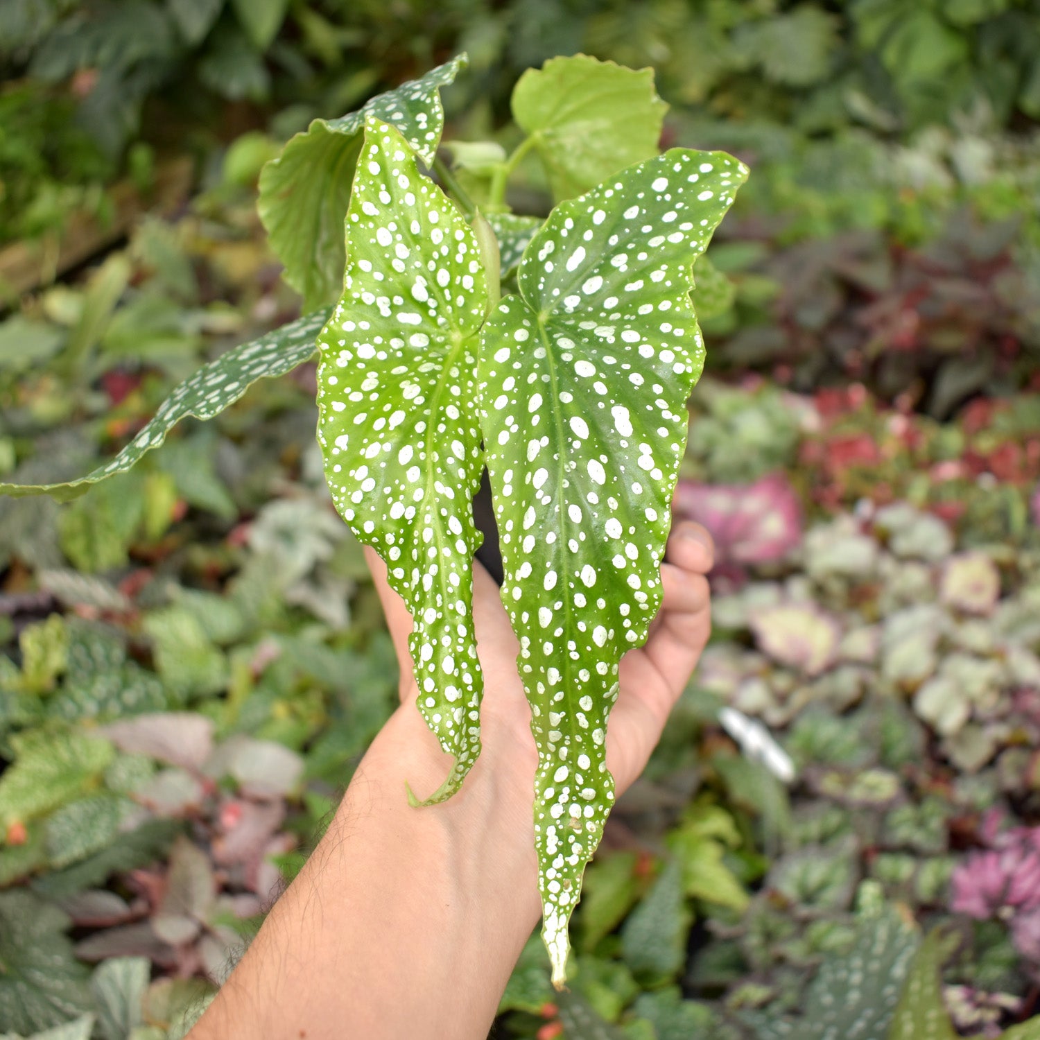Begonia 'Gazebo'