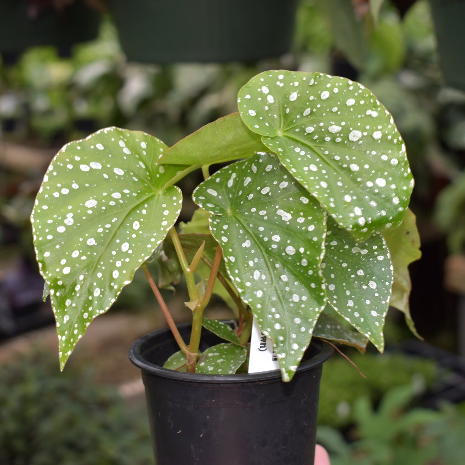 Begonia lunaris (seed grown)