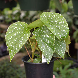 Begonia lunaris (seed grown)