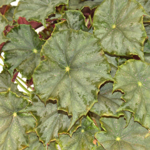 Begonia 'Steve's Leaves Dorian Gray'