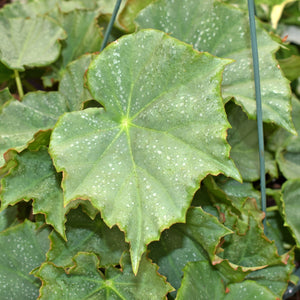Begonia 'Steve's Leaves Green Knight'