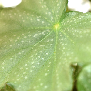 Begonia 'Steve's Leaves Green Knight'