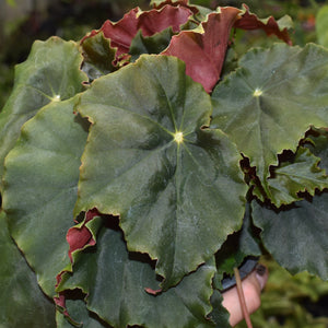 Begonia 'Steve's Leaves Witching Hour'
