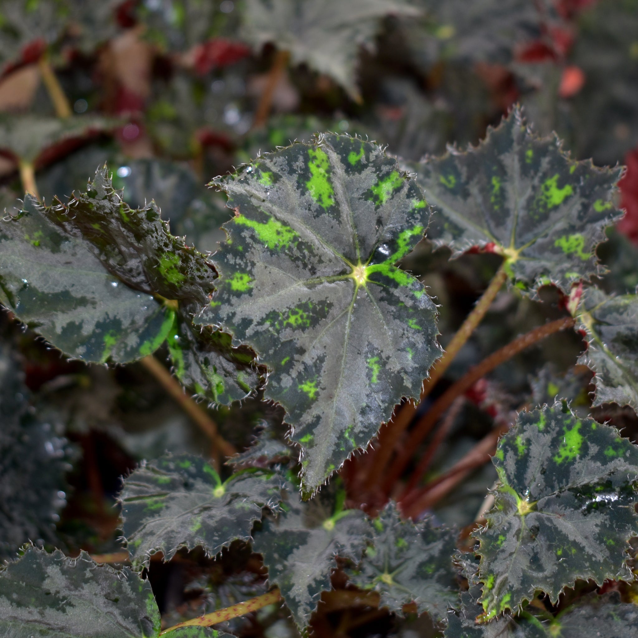 Begonia 'Steve's Leaves Borealis'
