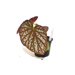 Begonia U501