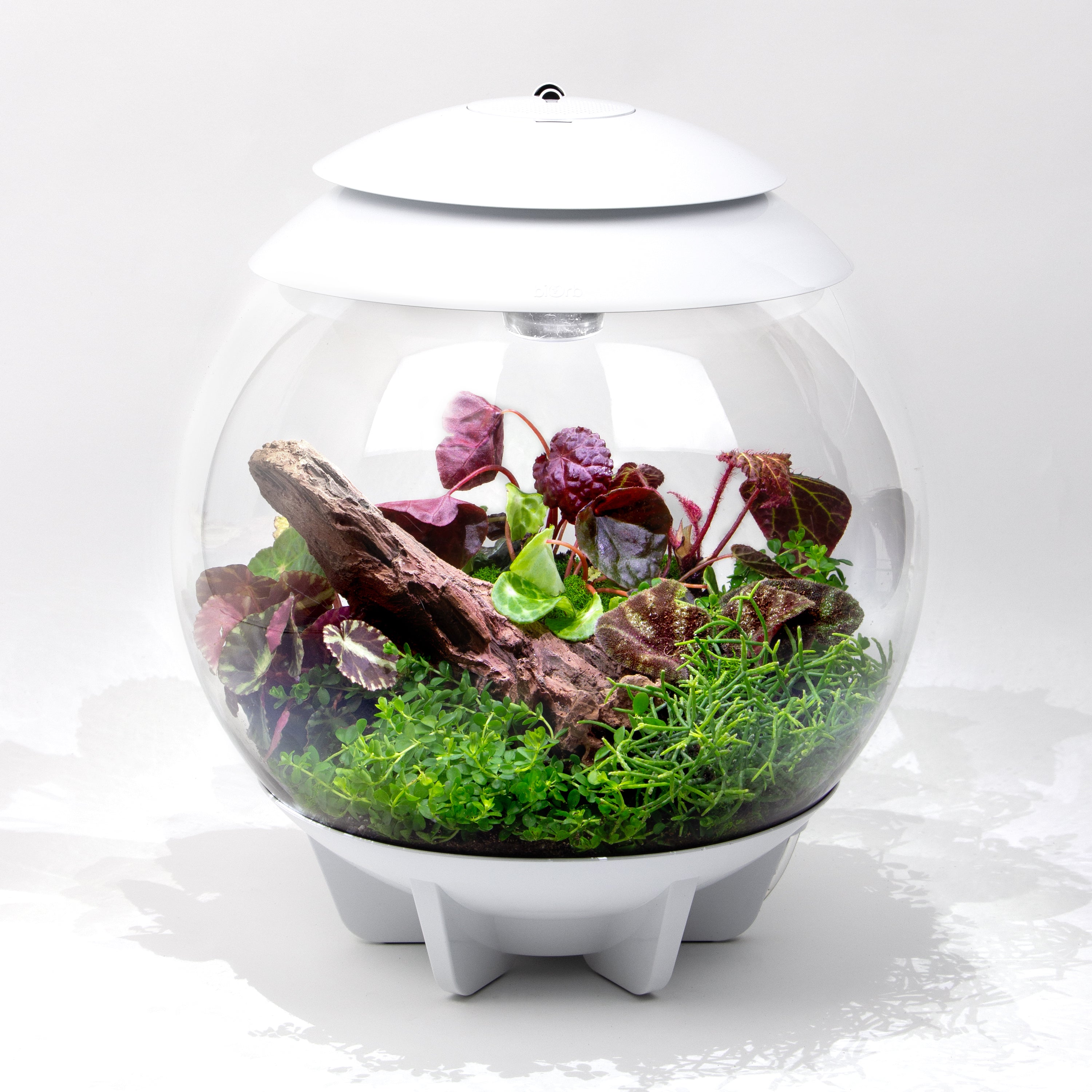 Vibrant Oasis Terrarium Plant Pack for biOrb AIR 30 – Steve's Leaves