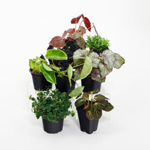 Mystic Garden Terrarium Plant Pack for biOrb AIR 30