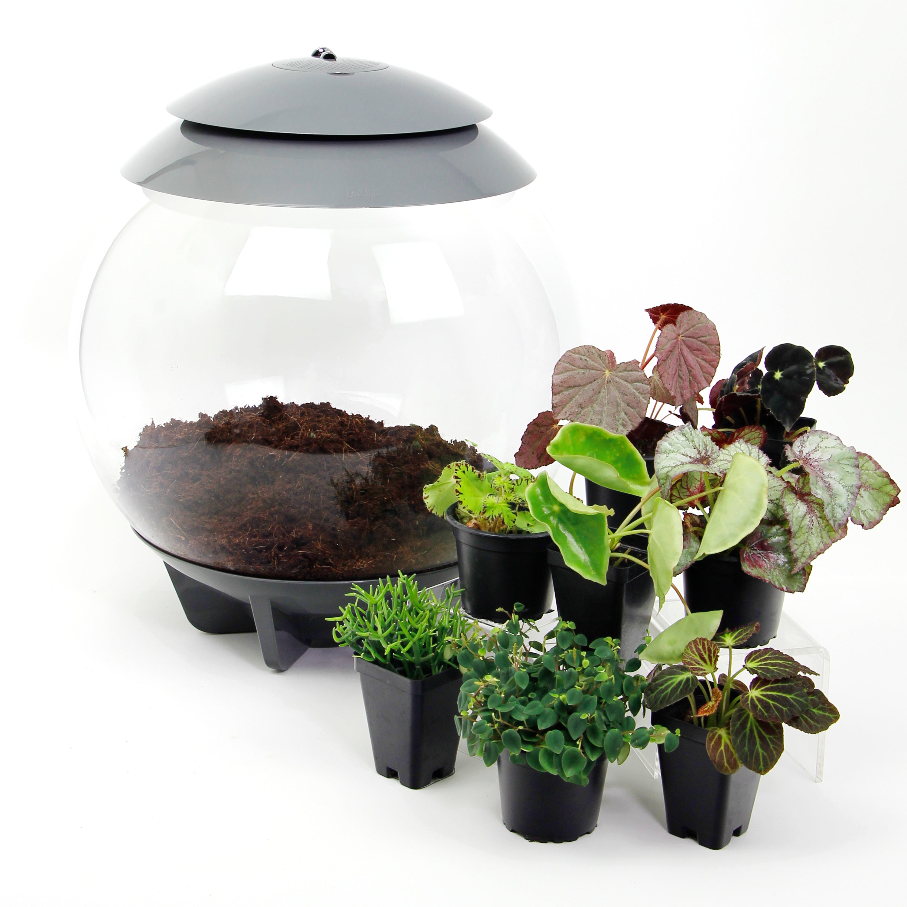 terrarium plants atlanta Mystic Garden Terrarium Plant Pack for biOrb AIR 30 – Steve's Leaves