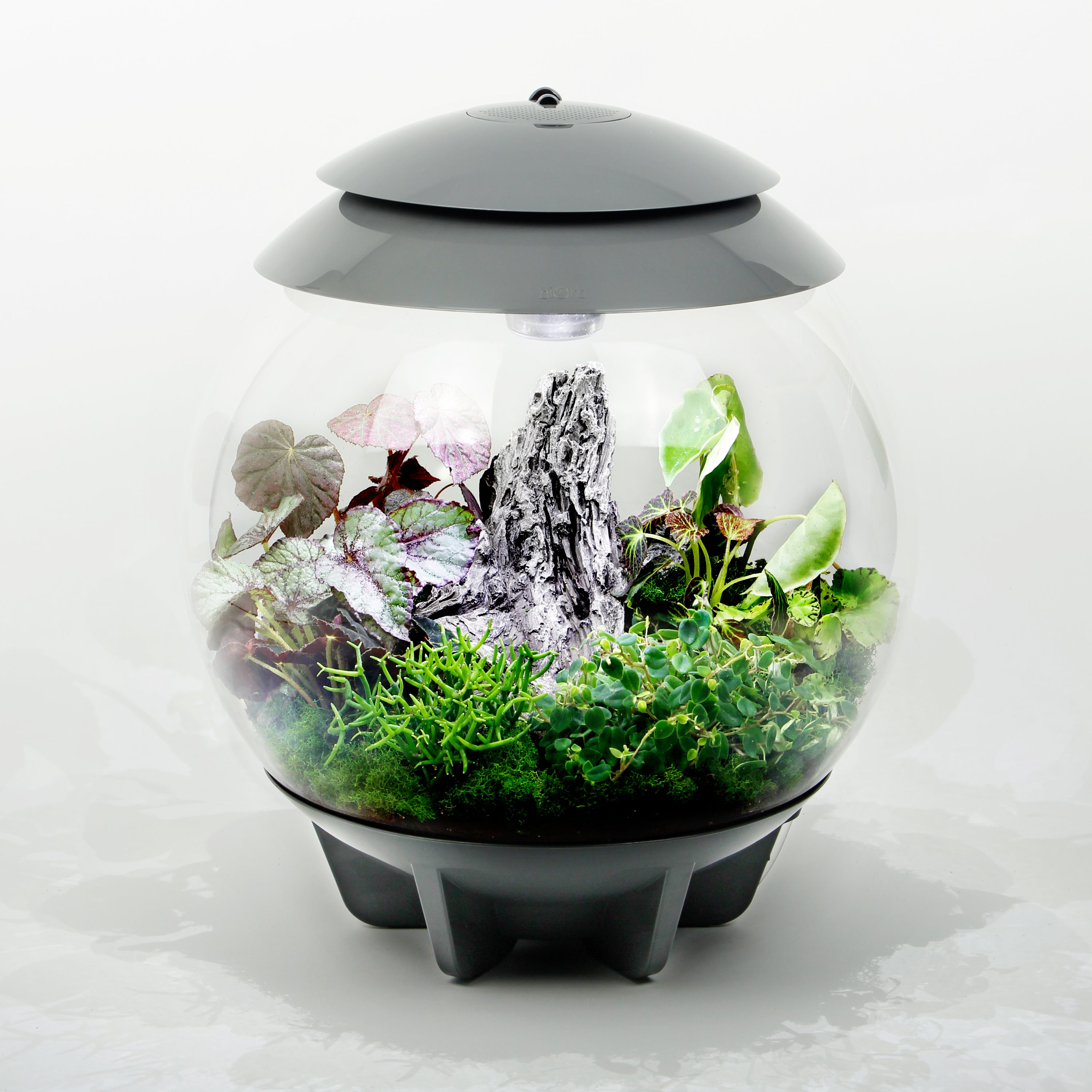 biorb plant terrarium Mystic Garden Terrarium Plant Pack for biOrb AIR 30