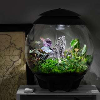 bliss gardens air plant terrarium Mystic Garden Terrarium Plant Pack for biOrb AIR 30
