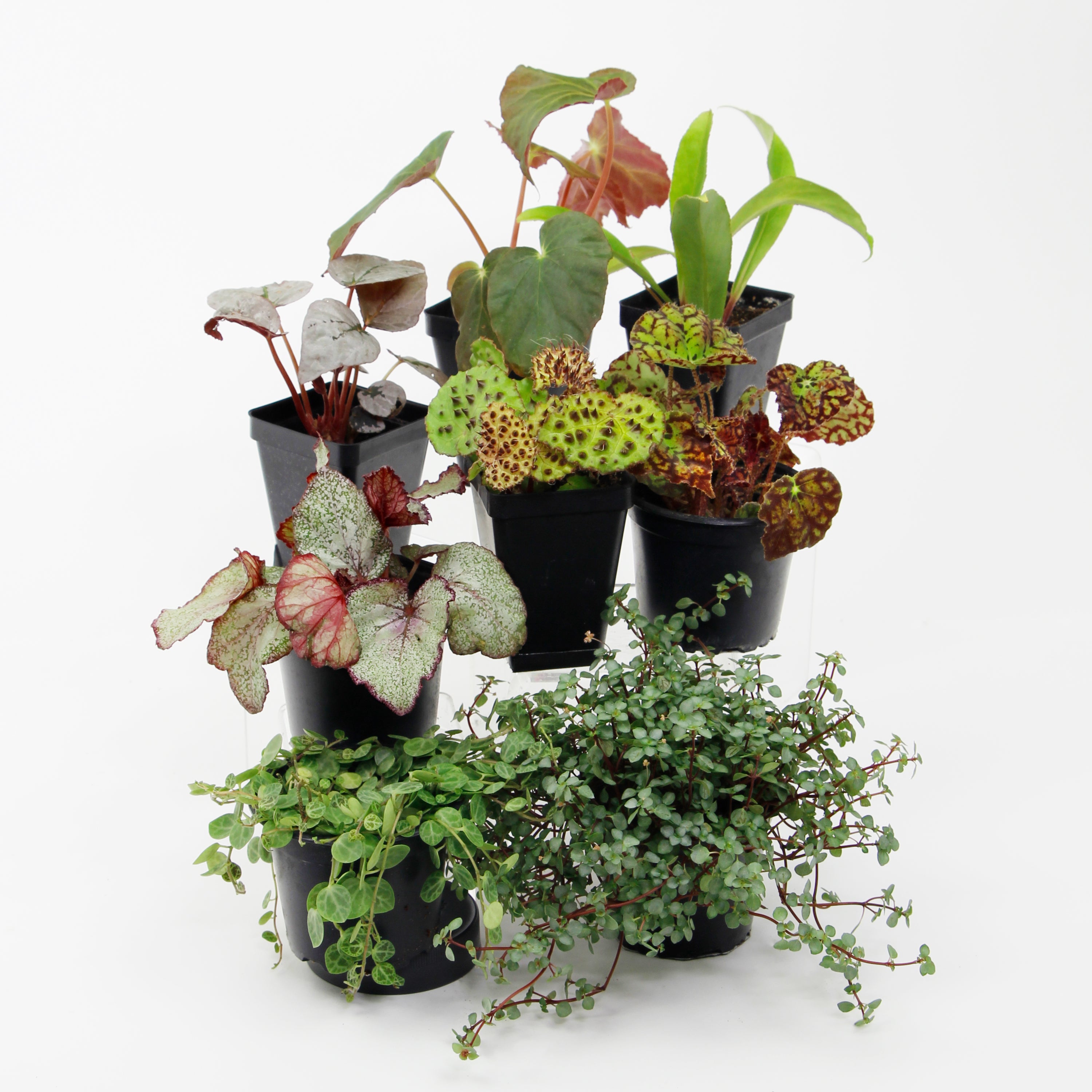 biorb terrarium plants Botanical Bliss Terrarium Plant Pack for biOrb AIR 30