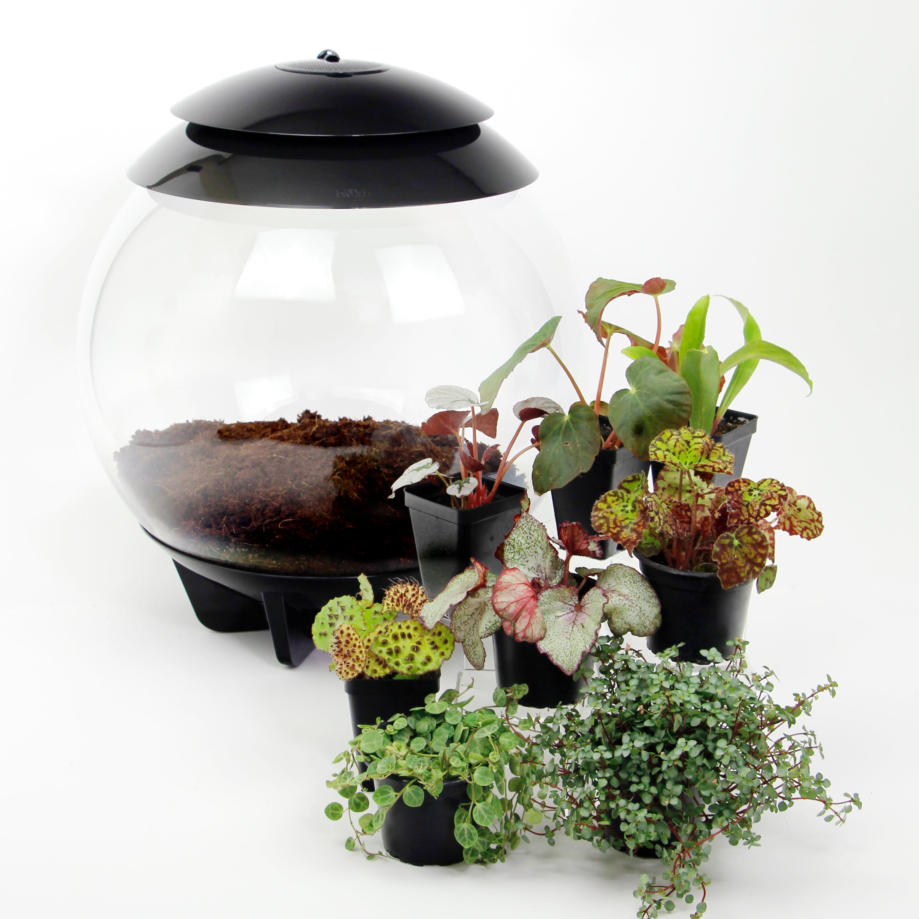 bliss gardens air plant terrarium Botanical Bliss Terrarium Plant Pack for biOrb AIR 30 – Steve's Leaves