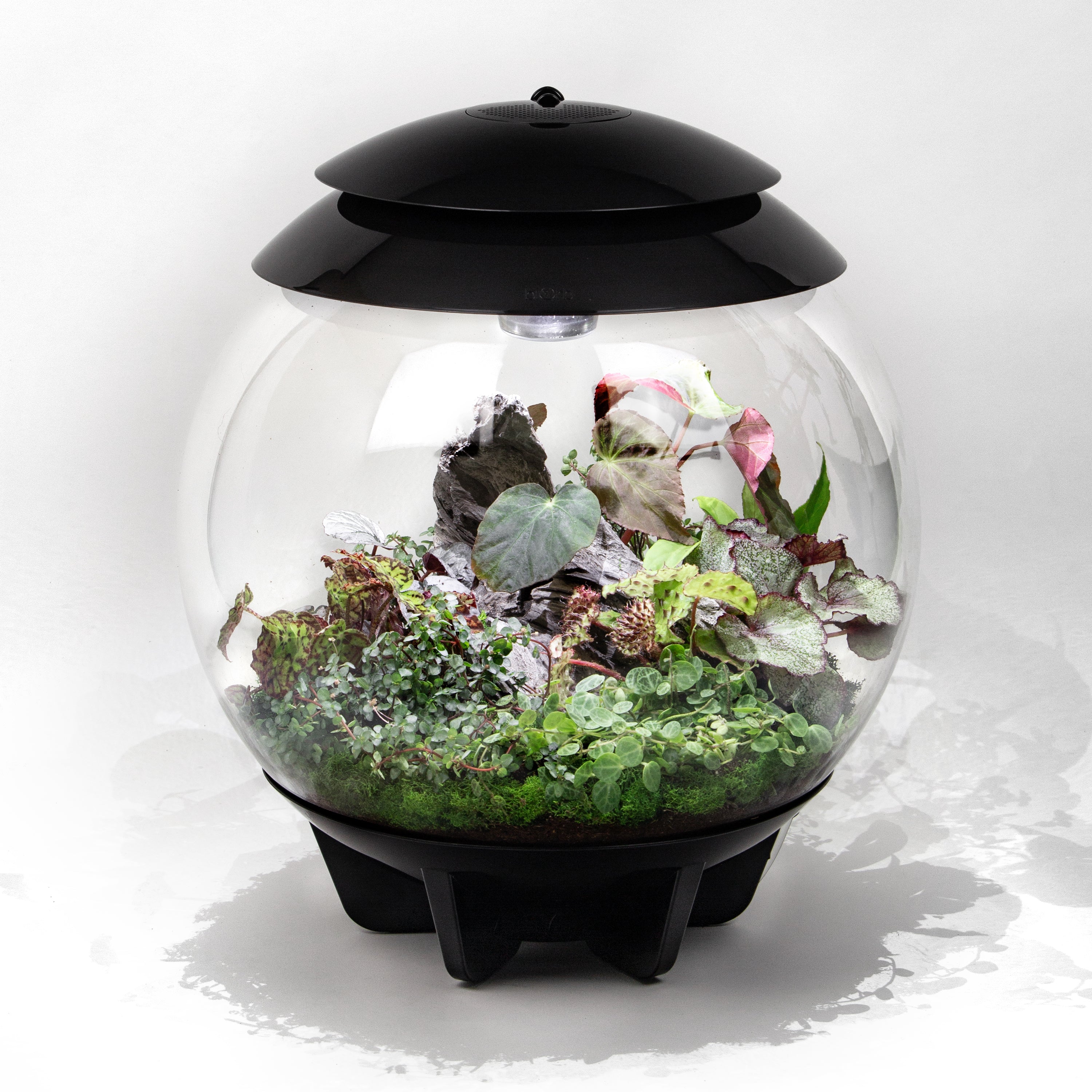 plante terrarium Botanical Bliss Terrarium Plant Pack for biOrb AIR 30 – Steve's Leaves