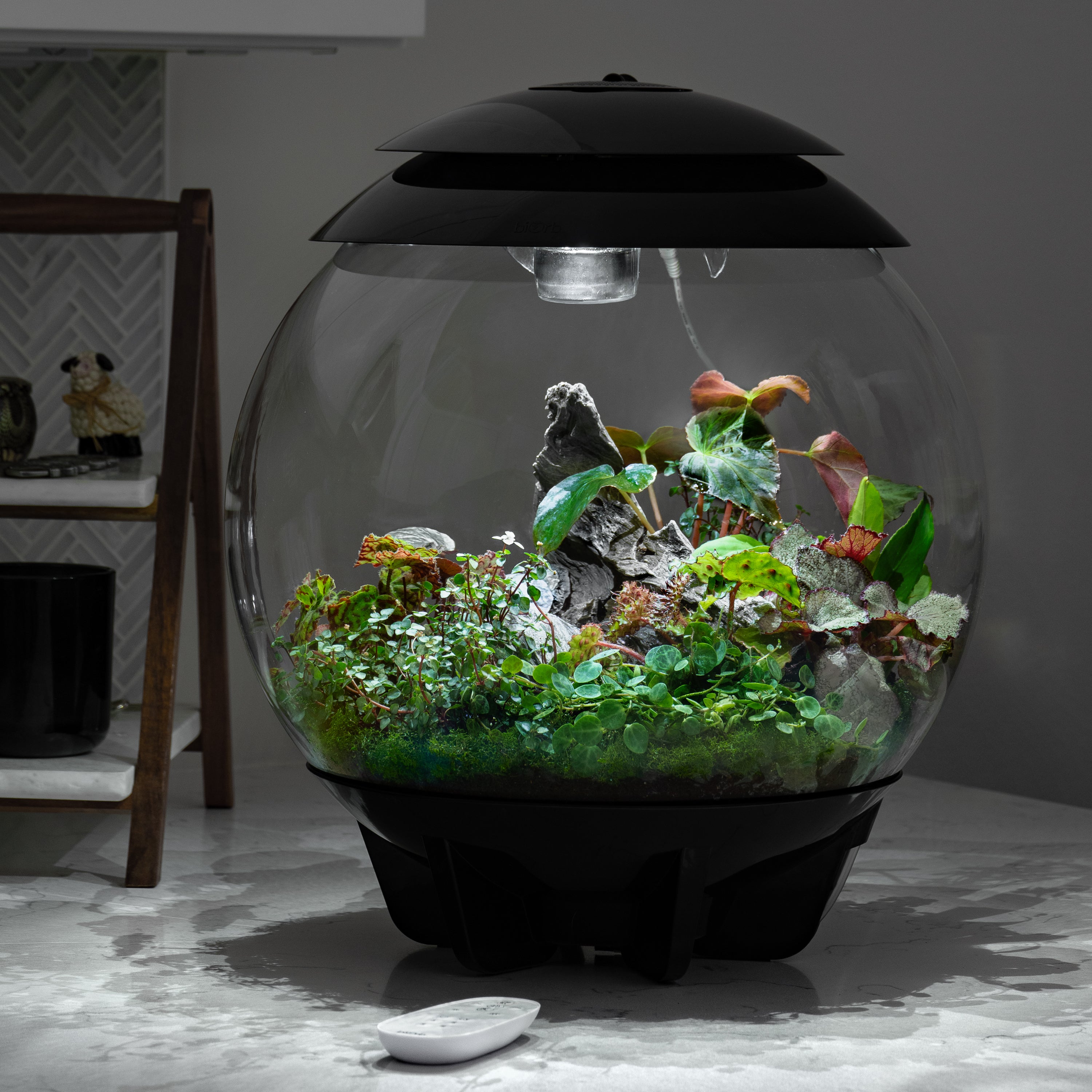 biorb air plants Botanical Bliss Terrarium Plant Pack for biOrb AIR 30