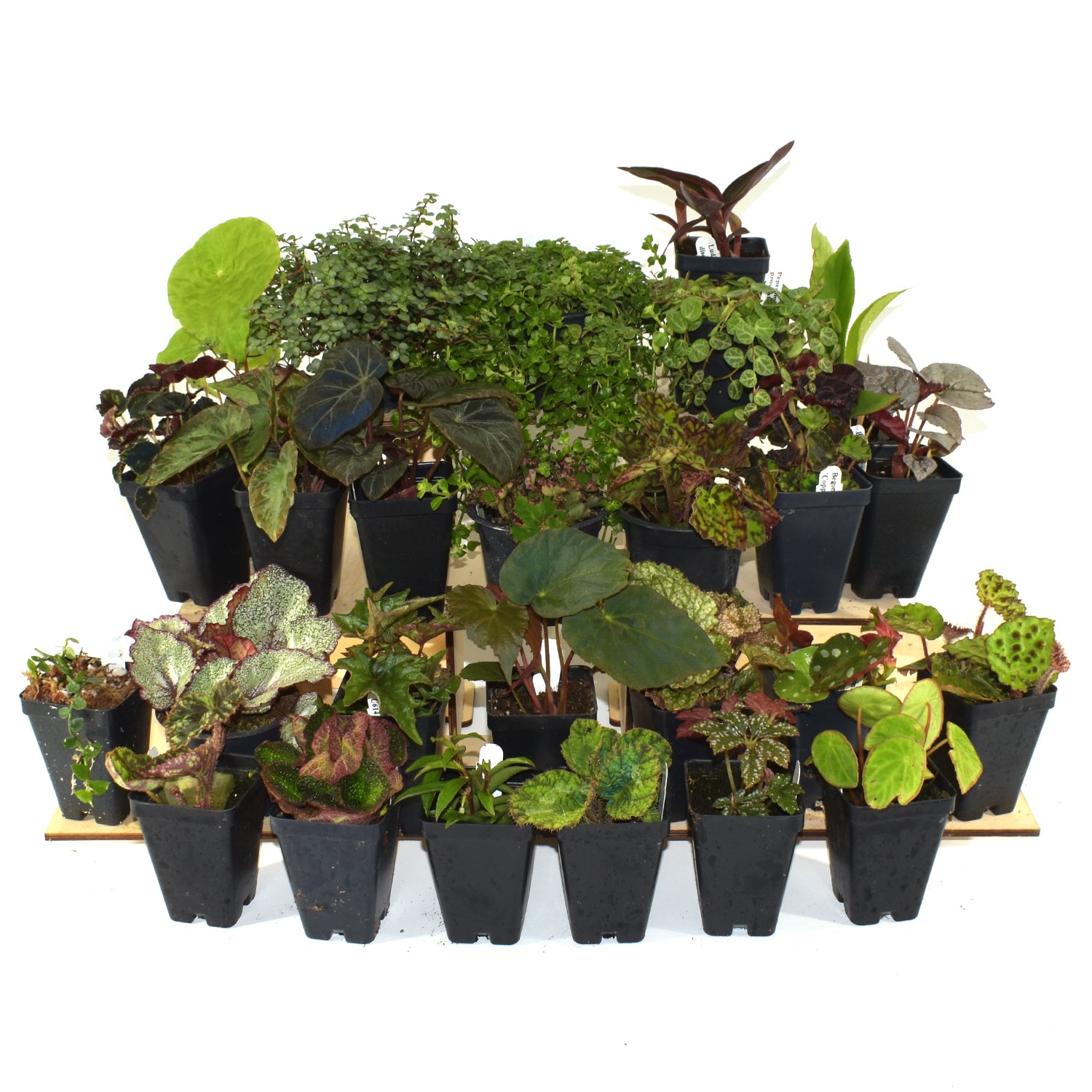 bliss gardens air plant terrarium Botanical Bliss Terrarium Plant Pack for biOrb AIR 30