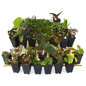 Botanical Bliss Terrarium Plant Pack for biOrb AIR 30