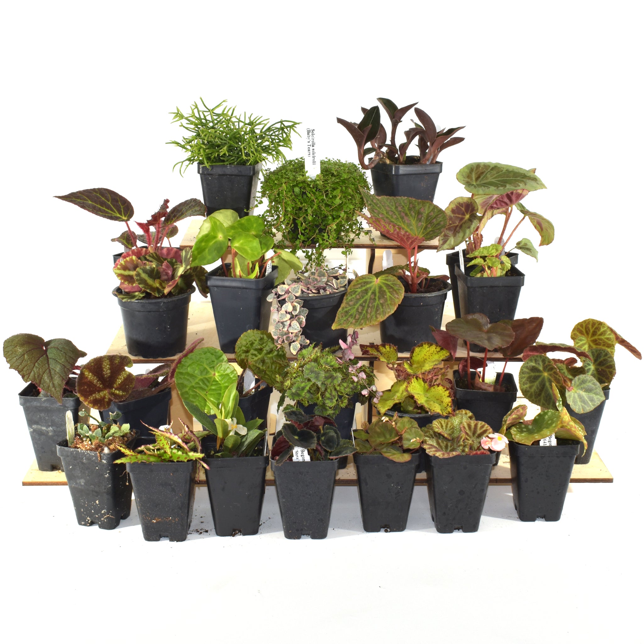 Vibrant Oasis Terrarium Plant Pack for biOrb AIR 30