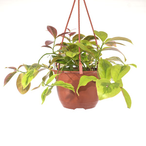 Pereskia aculeata cv. 'Godseffiana' variegata - 6" Hanging Basket