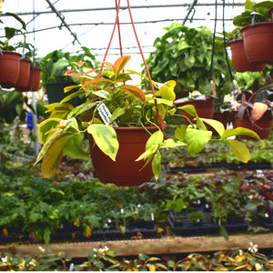 Pereskia aculeata cv. 'Godseffiana' variegata - 6" Hanging Basket
