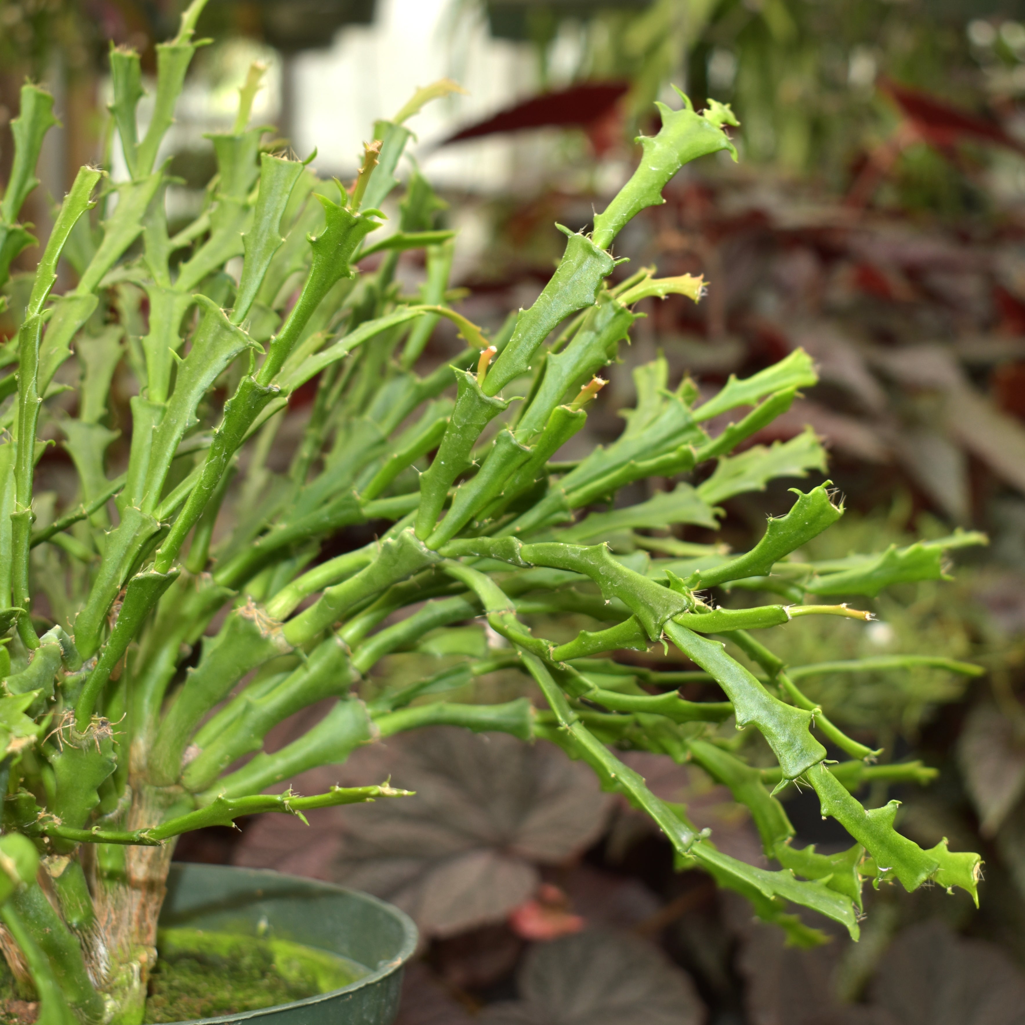 philodendron enigma Schlumbergera "Enigma"