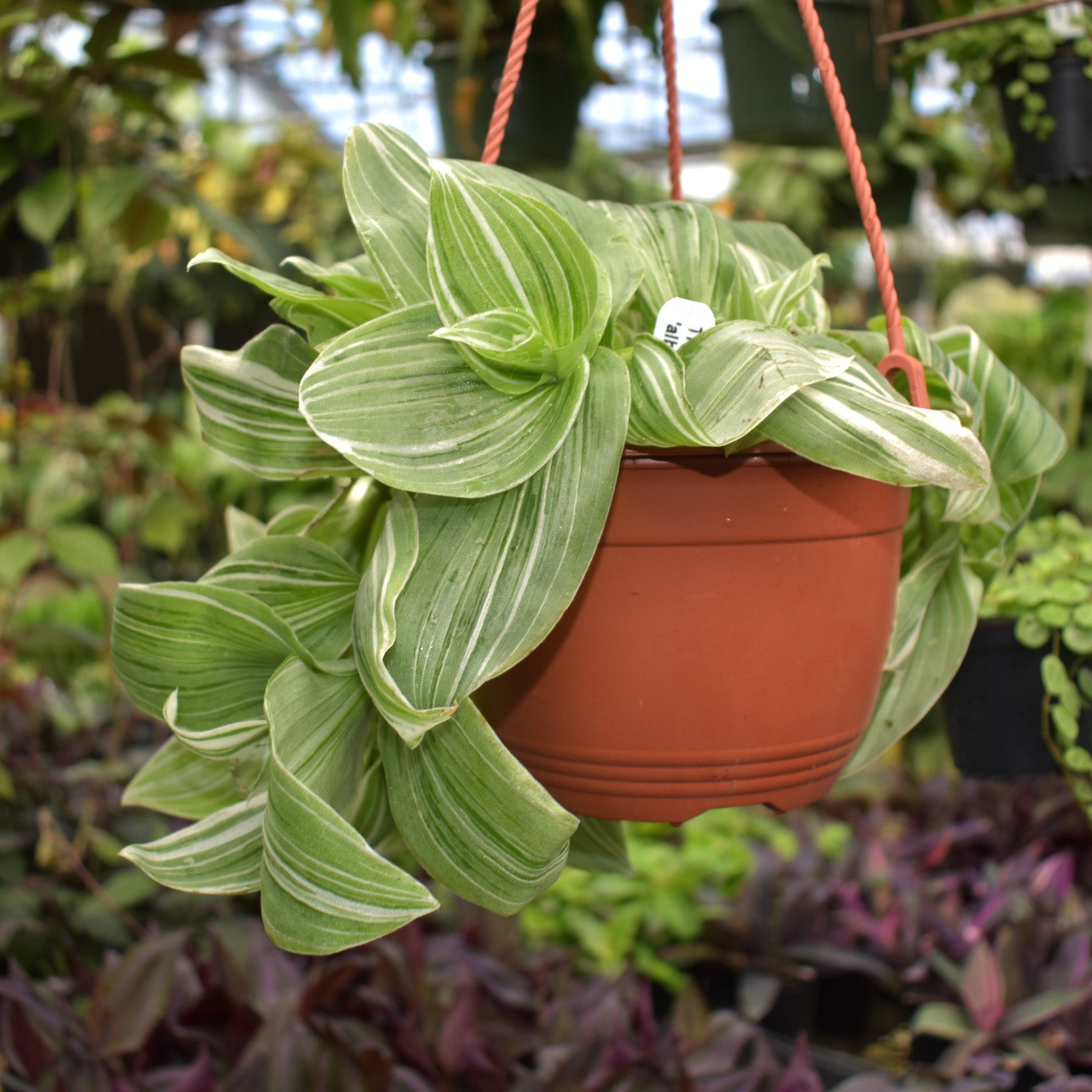Tradescantia albiflora 'albo-vittata' - 6" Hanging Basket
