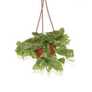 Tradescantia albiflora 'albo-vittata' - 6" Hanging Basket