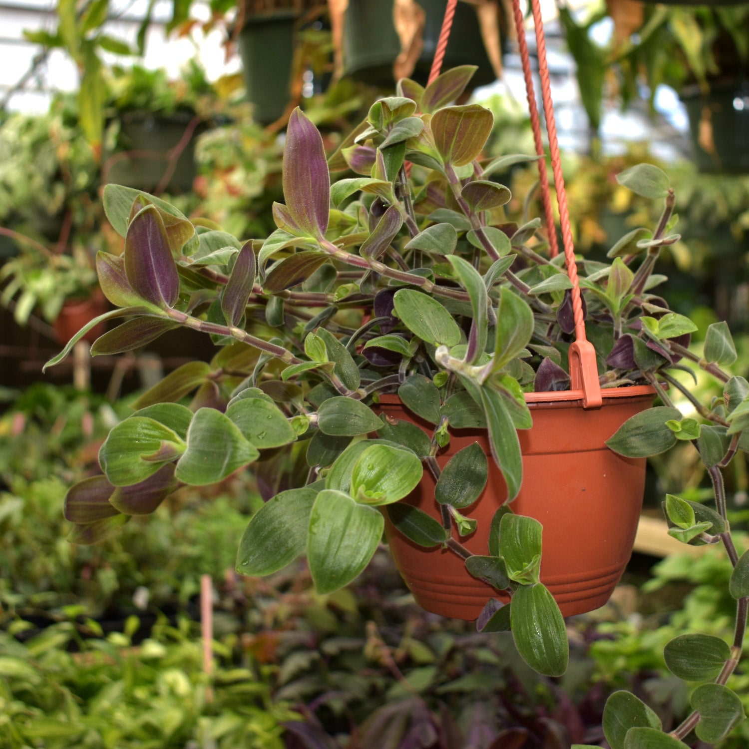 tradescantia hanging plant Tradescantia chrysophylla