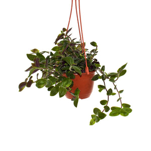 Tradescantia chrysophylla - 6" Hanging Basket