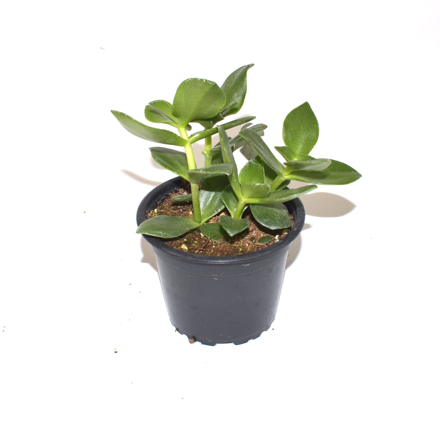 dark green pointy succulent Crassula (Jade Plant) "Pointed Leaves"