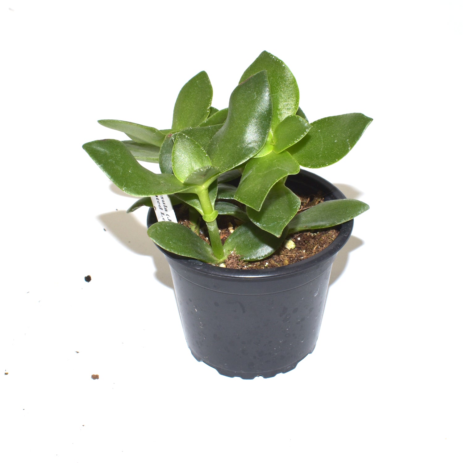 flat leaf jade plant Crassula (Jade Plant) "Pointed Leaves"