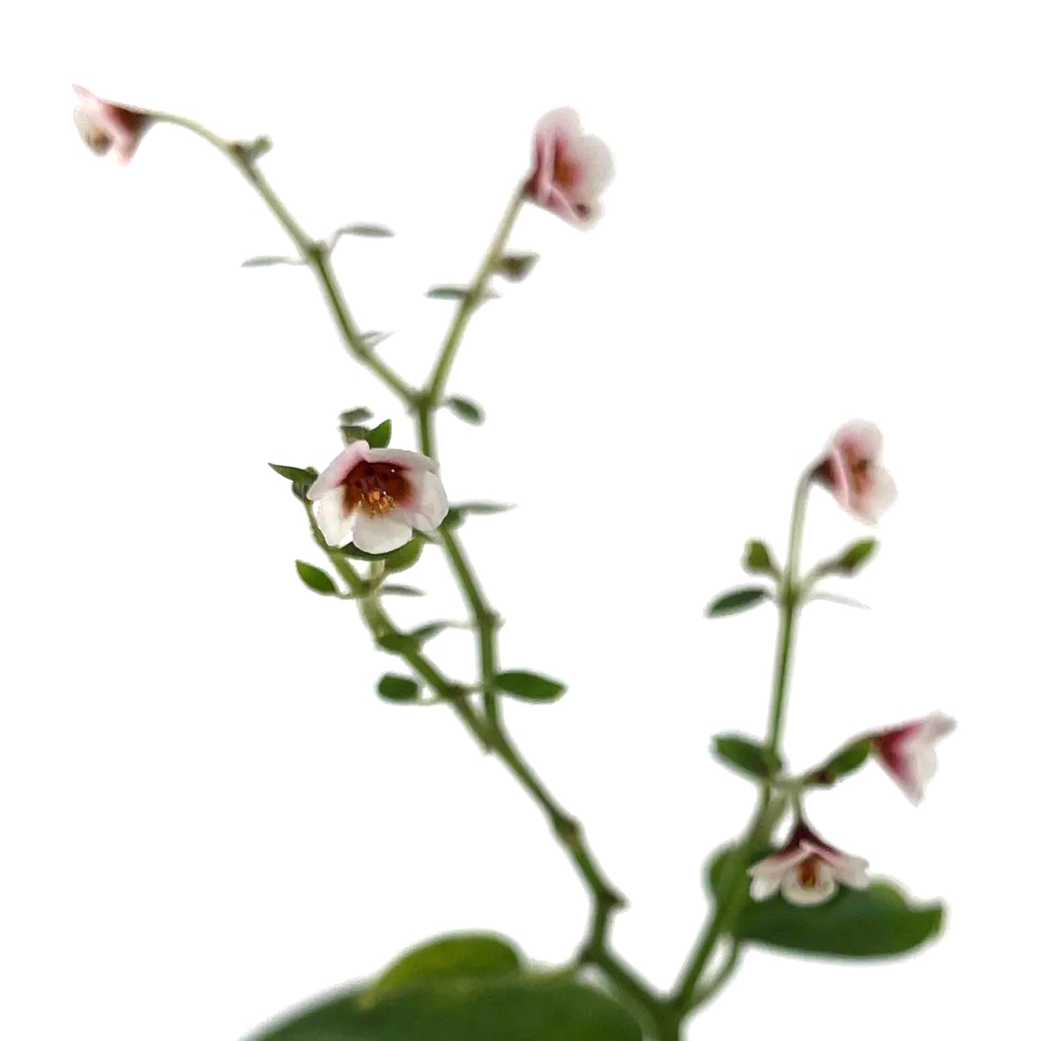 Euphorbia guiengola (String of Stars)