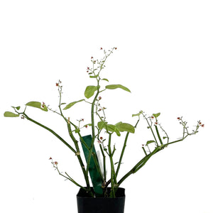 Euphorbia guiengola (String of Stars)