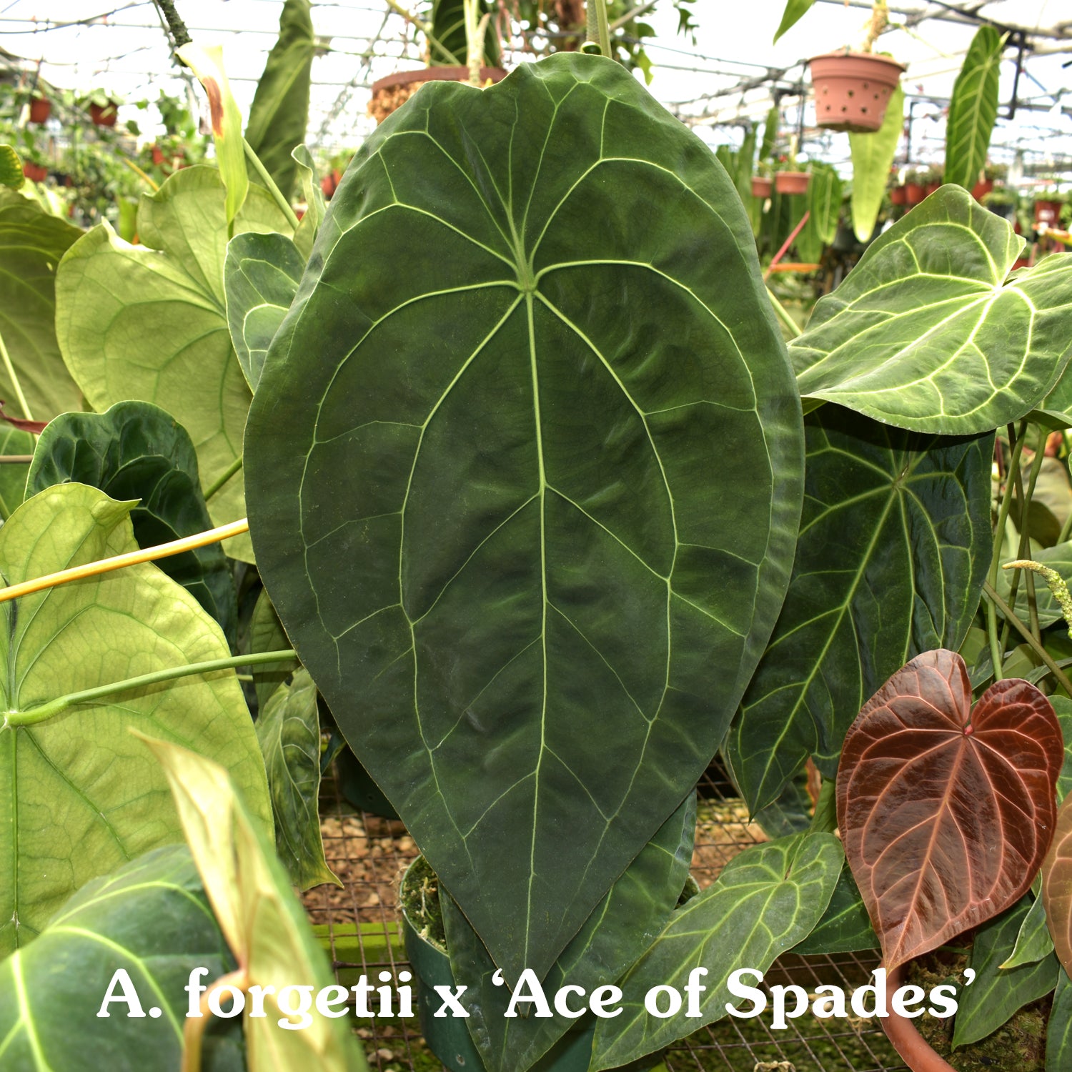 Anthurium forgetii/'Ace of Spades' x nigrolaminum 'Gigi'