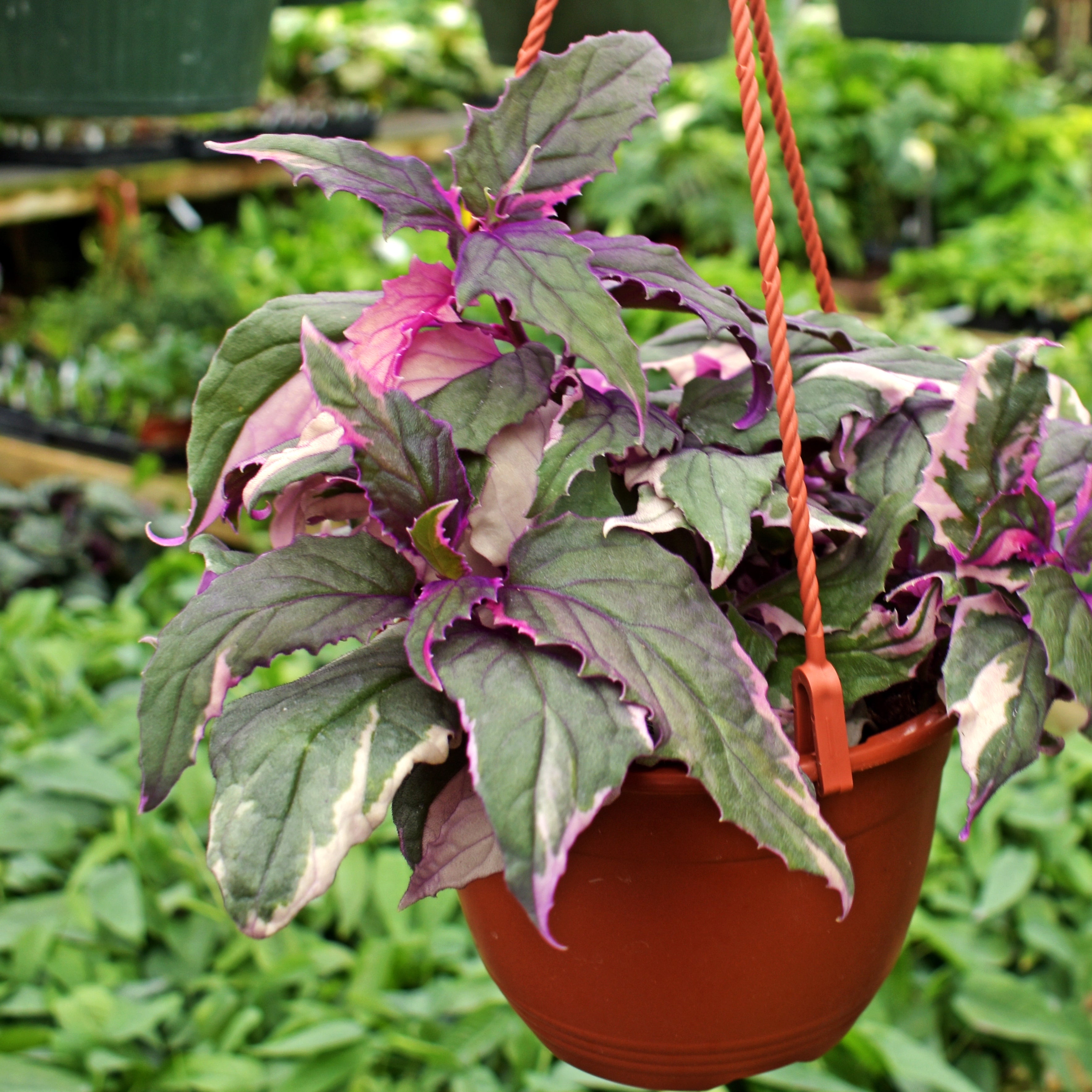 purple passion hanging plant Gynura aurantiaca 'Variegated Purple Passion'