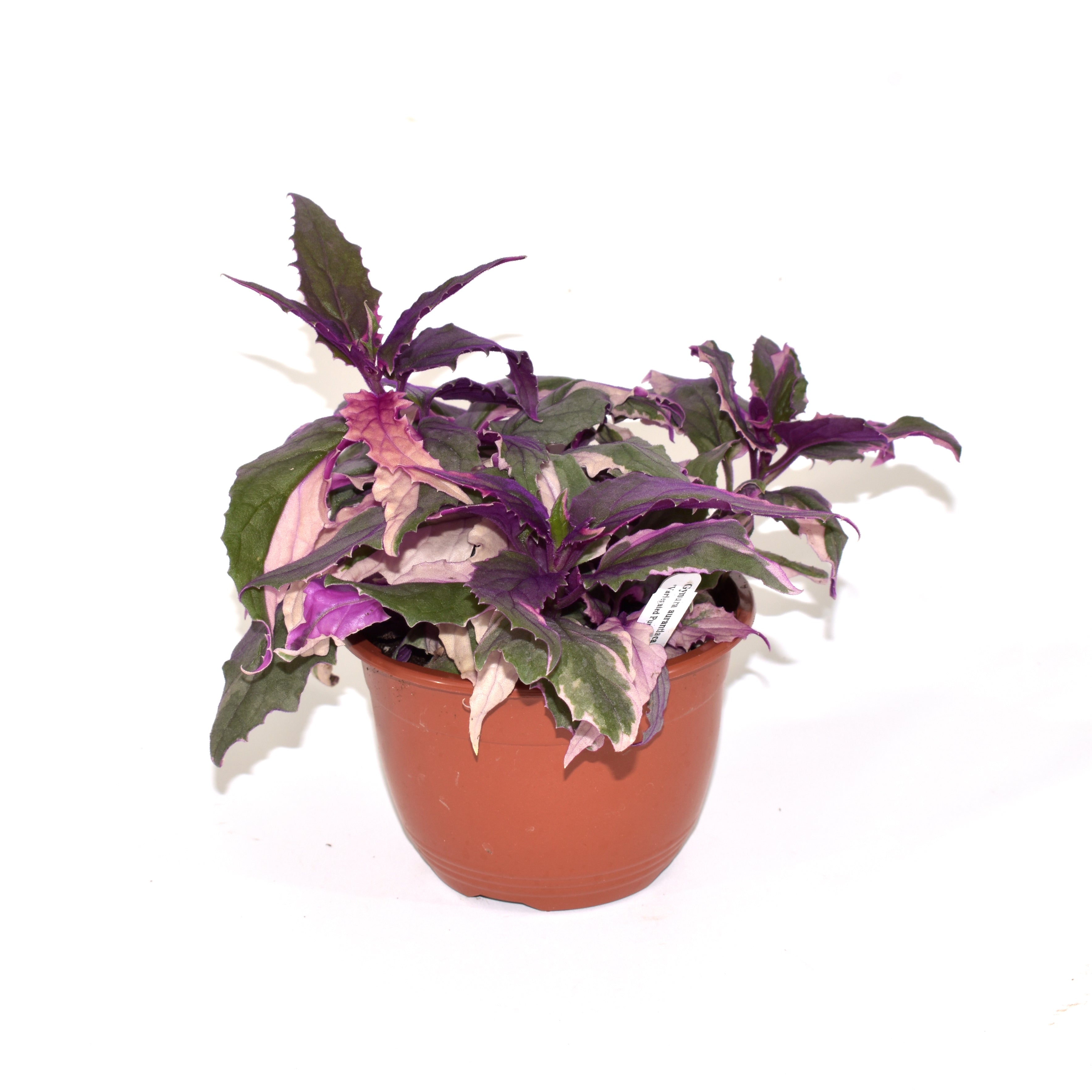 purple passion succulent Gynura aurantiaca 'Variegated Purple Passion'