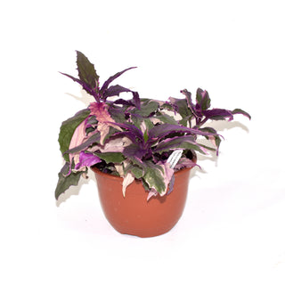 Gynura aurantiaca 'Variegated Purple Passion' - 6" Hanging Basket