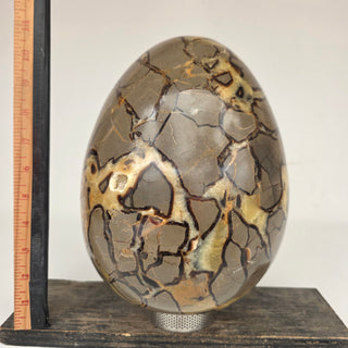 Septarian Egg (34.4 lbs _ S-553)