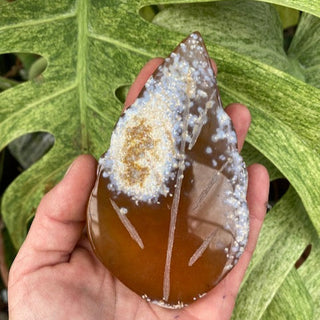 Hand holding a brown and white stone with green leaves in the background