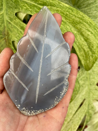 Hand holding a translucent leaf-shaped object with green leaves in the background