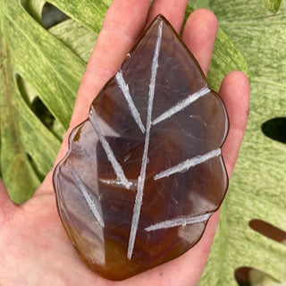 Hand holding a brown stone with white veins against a green leafy background