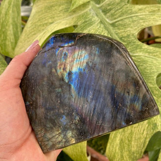 Labradorite stone held by a hand with green leaves in the background