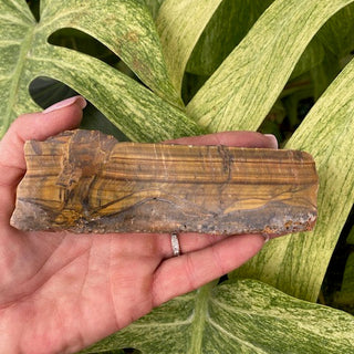 Hand holding a piece of tiger's eye with green leaves in the background