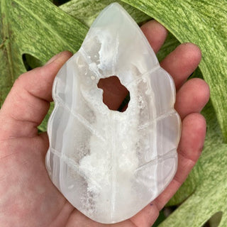 Hand holding a translucent shell with a hole against a green leafy background
